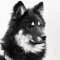Tabish profile picture